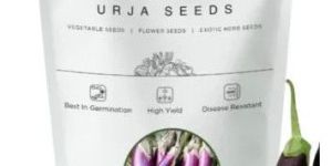 Urja Brinjal Pusa Purple Long Seeds