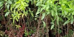 White Sandalwood Plant