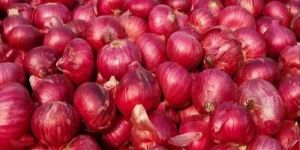 Fresh Red Onion