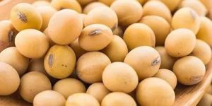 Raw Soybean Seeds