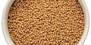 Yellow Mustard Seeds