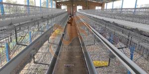 Poultry Layer Cages