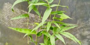 Bamboo Tissue Culture Plants