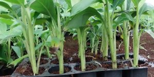Banana Tissue Culture Plants