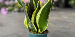 Black Gold Snake Plants