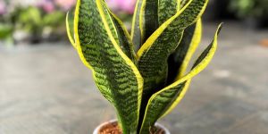 Dwarf Snake Plants