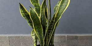 Laurentii Snake Plants