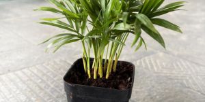 Parlour Palm Plants