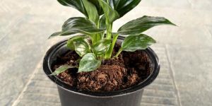 Peace Lily Plants