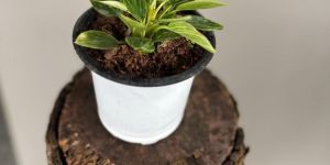 Philodendron Birkin Plants