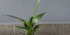 Spathiphyllum Plants