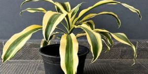White Dracaena Plants