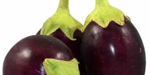 Fresh Round Brinjal