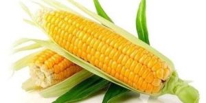 Fresh Sweet Corn