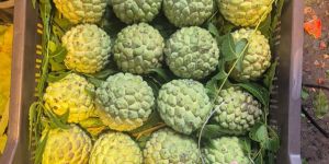 Sweet Lime A Grade Fresh Mosambi