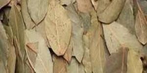 Bay Leaves