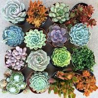 Succulents Plants
