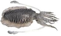 Cuttle Fish