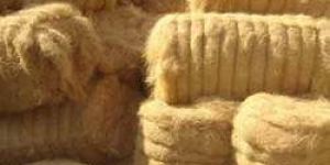 Coir Fibre