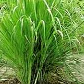 Lemongrass