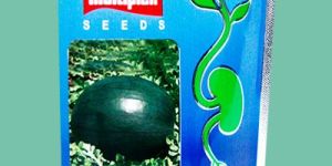 Black-beauty-(Water-melon) seeds