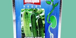Coolers-(Cucumber) seeds