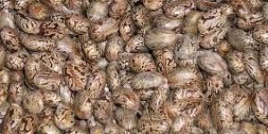 Castor Oil Seeds