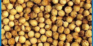 Coriander Seeds