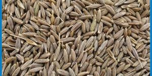 Cumin Seeds