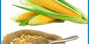 Maize/corn