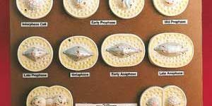 Animal Cell Division Mitosis