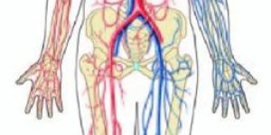 Human Circulatory System