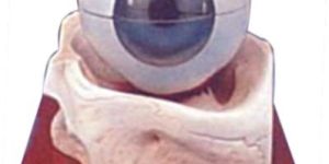 Human Eye