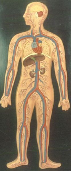SKIN ENLARGED HUMAN SECTION
