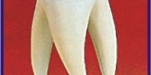 Human Tooth