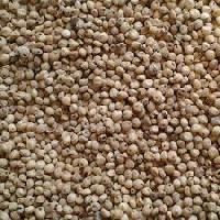 White Sorghum