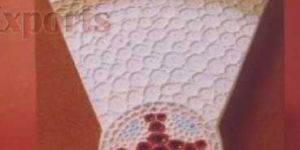 6573 Dicotyledonous Root Model