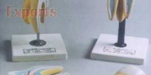 Human Giant Molar With Dent