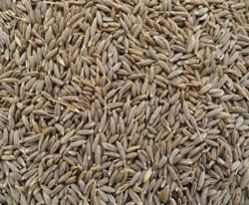10.Cumin seeds