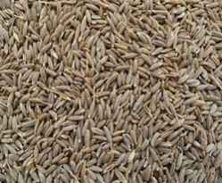 Cumin Seeds