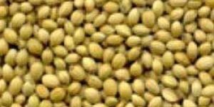 Coriander Seeds