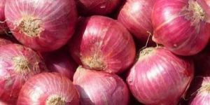 Onion