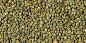 Green Millet Seeds