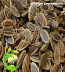 Dill Seed Oil