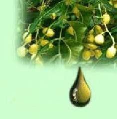 Neem Oil