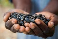 Jatropha Seeds