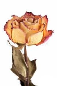 Dry Rose