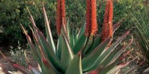 Red Aloe Vera Gel and Gum