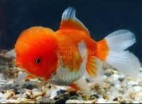 Ornamental Fish