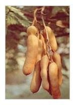 Tamarind